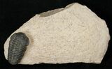 Acastoides Zguilmensis Trilobite #15563-2